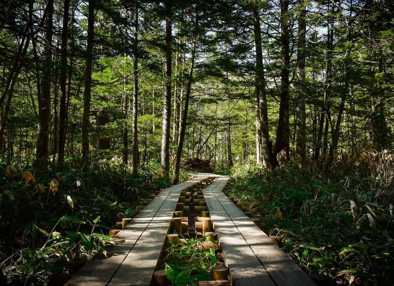 A wooden boardwalk through a dense forest. 4