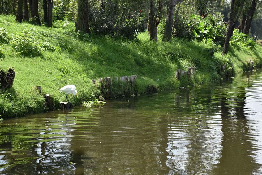 Picture 15 for Activity Xochimilco Ecological Tour – Away From the Crowds 2