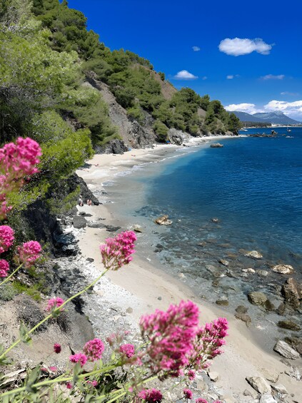 A coastal landscape with clear blue waters, sandy beach, rocky cliffs, and pink flowers. 3