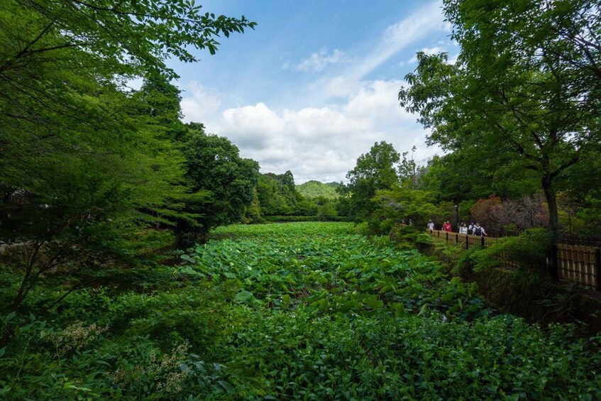 A lush green landscape with a pond, dense foliage, and a wooden fence. 2