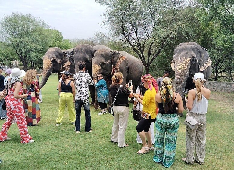 From Agra: SOS Elephant Conservation & Bear Rescue Day Trip 1