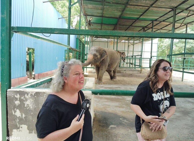 Picture 24 for Activity From Agra: SOS Elephant Conservation & Bear Rescue Day Trip 5