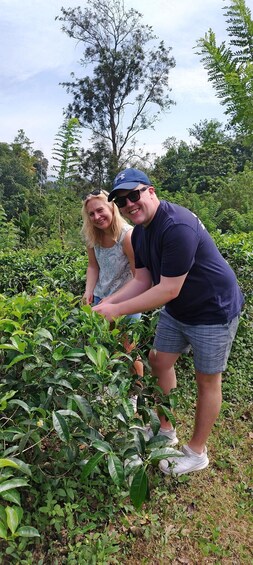 Two people harvesting tea leaves in a lush garden. 5
