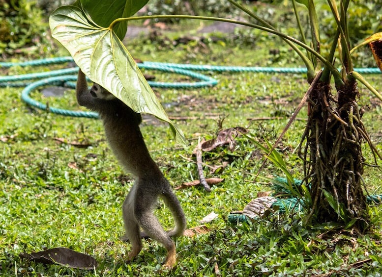 A monkey holding a large leaf, standing on grass with a rope and plant roots in the background. 2