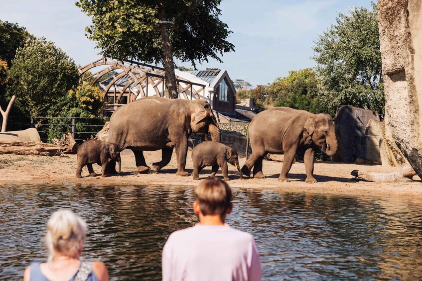 Elephants near a water body with a wooden structure and trees in the background. 4
