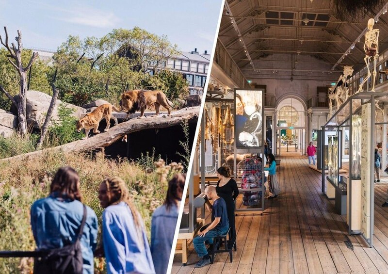 A naturalistic exhibit with a lion and a cub, and an indoor museum with skeleton displays. 1