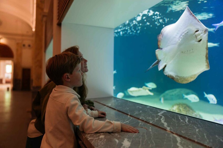 A child and an adult observing a stingray in an aquarium. 3
