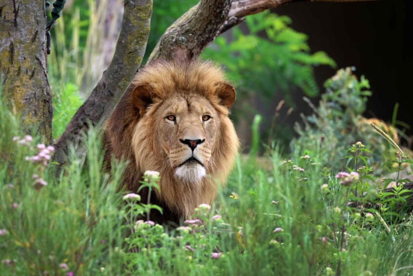 A lion in a grassy area with trees and wildflowers. 2