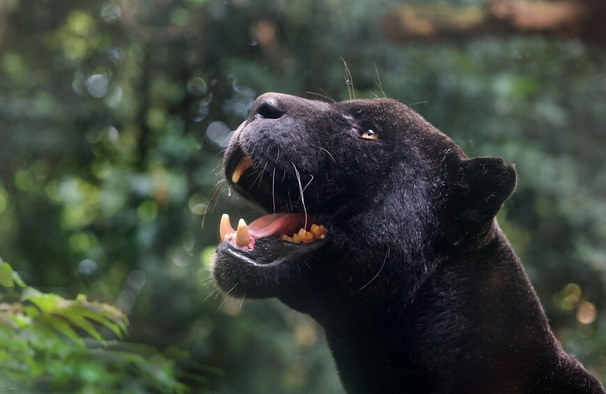 A close-up of a black panther's face with its mouth open, revealing its teeth. 3
