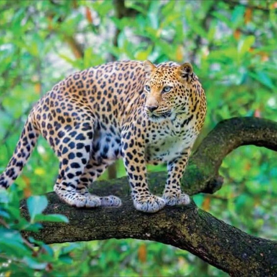 A leopard on a tree branch in a forest. 1