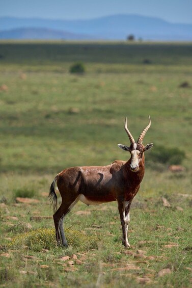 A solitary antelope standing in a grassy field with a mountainous backdrop. 3