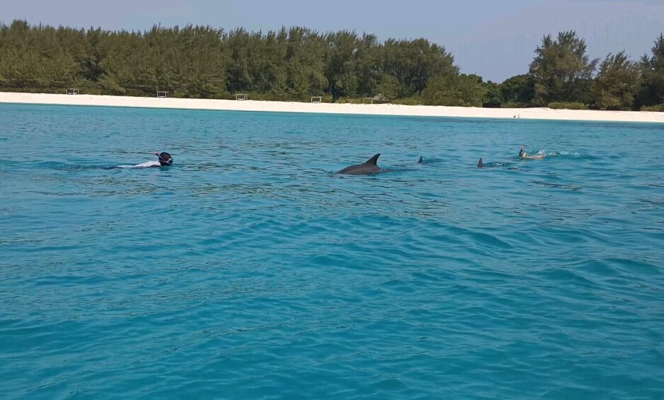 A person swimming with dolphins in clear blue water near a sandy beach with trees. 5