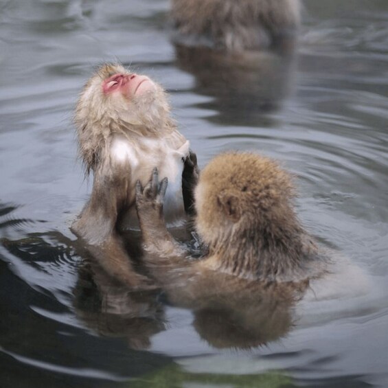 A monkey in water, another monkey nearby, and ripples on the surface. 4