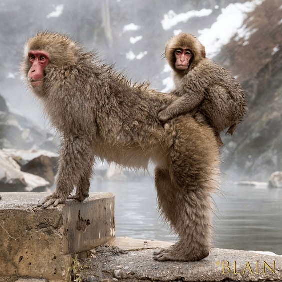 Two snow monkeys on a rocky ledge with a snowy mountain and a body of water in the background. 1