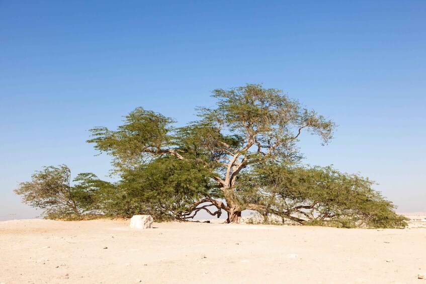 A desert landscape with a prominent tree in the center. 4