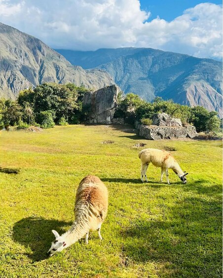 Picture 2 for Activity Machu Picchu: Entrance Ticket and Bus Transfer from Aguas Ca 5