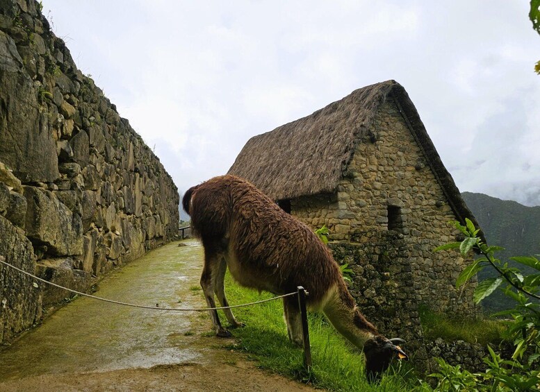 Picture 1 for Activity Machu Picchu: Official Entrance Ticket & Bus Transfer ⇄ 3