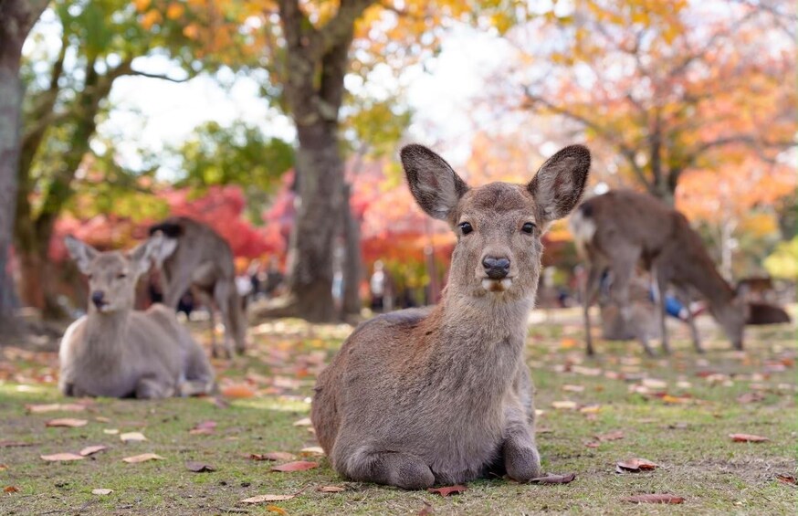 A kangaroo sitting on grass with autumn leaves, surrounded by trees with red foliage. 1