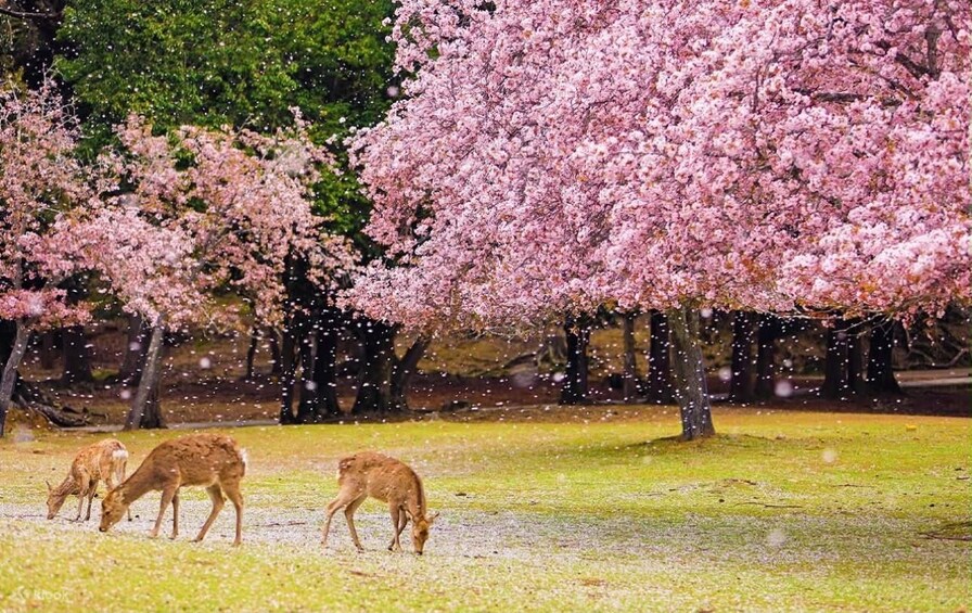 Cherry blossoms, deer grazing, and a park setting. 4