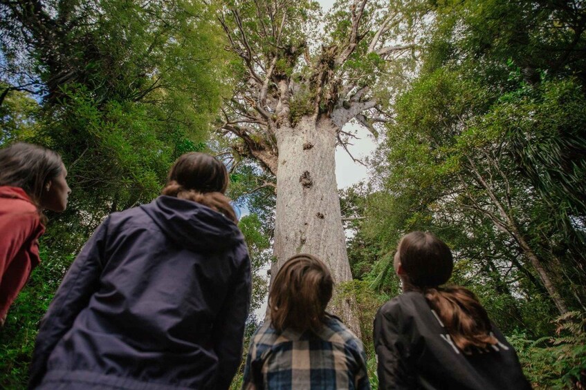 A group of people looking up at a large tree in a forest. 5