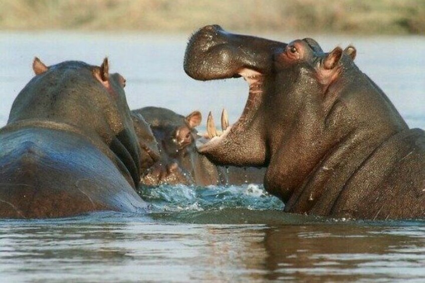 Hippos in water, possibly fighting or interacting. 1