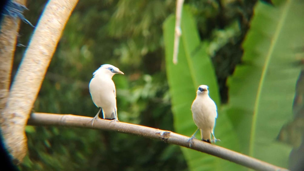 From Ubud: Tengkudak Village Guided Tour with Bird Spotting 1
