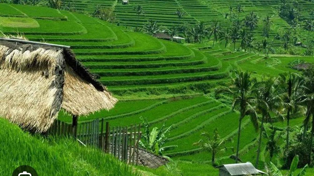 Picture 4 for Activity From Ubud: Tengkudak Village Guided Tour with Bird Spotting 4