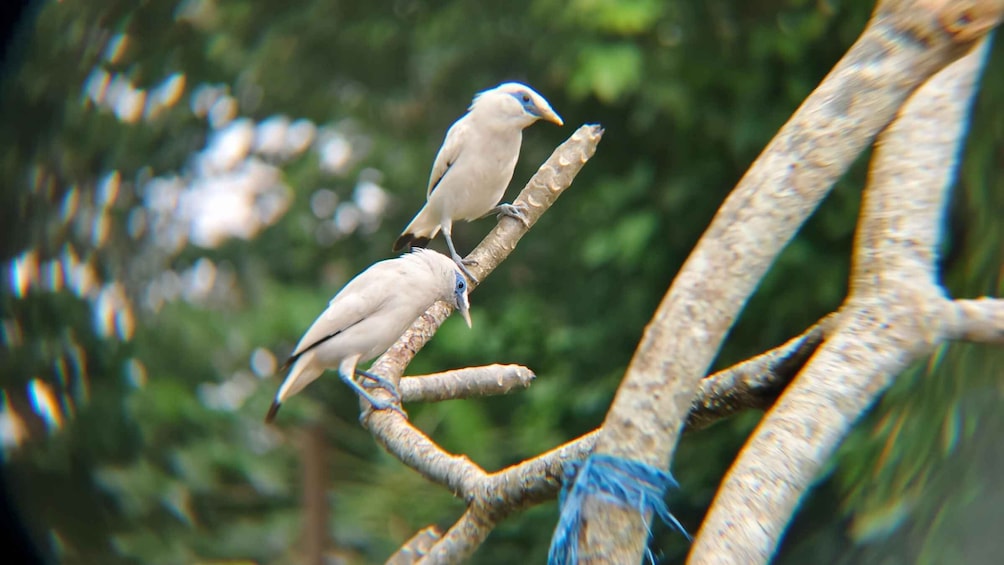 Picture 1 for Activity From Ubud: Tengkudak Village Guided Tour with Bird Spotting 5
