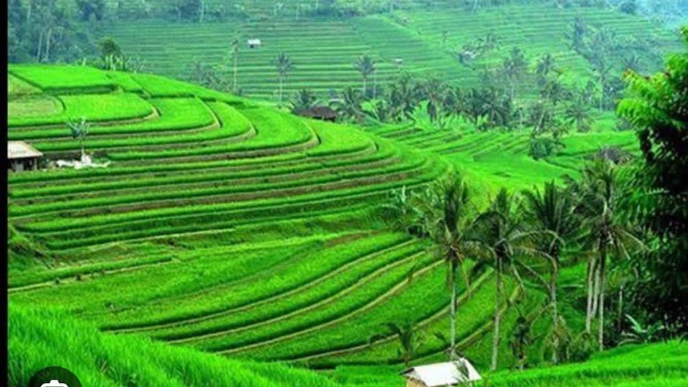 Picture 3 for Activity From Ubud: Tengkudak Village Guided Tour with Bird Spotting 2