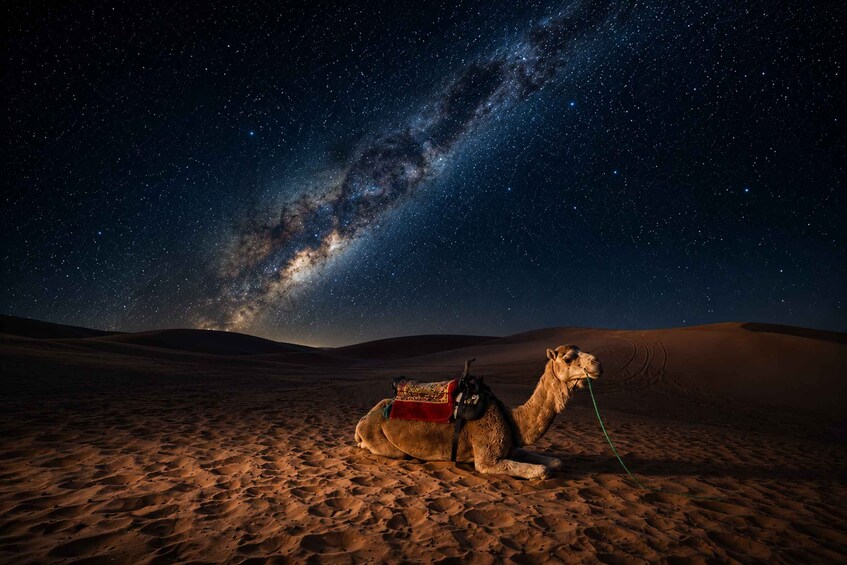 Picture 2 for Activity Doha: Moonlight Desert Safari with 4x4 & Camel Experience 3