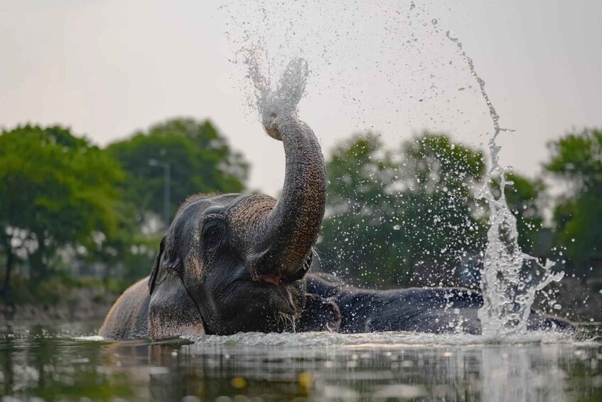 Agra: Private Taj Mahal Tour with Elephant Rescue Centre 1