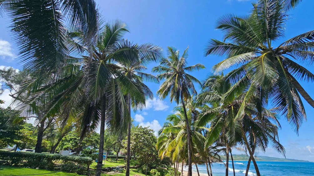 A tropical beach with palm trees and a clear blue sky. 4