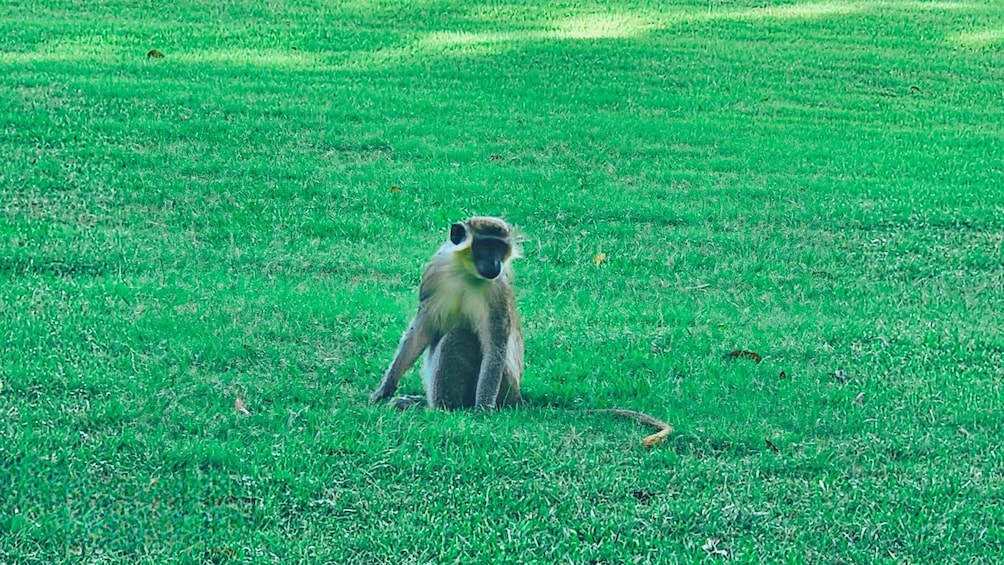 A monkey sitting on a grassy field. 3
