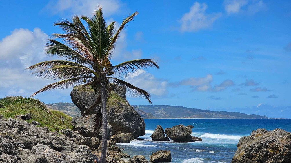 A palm tree, rocky coastline, and ocean waves. 1