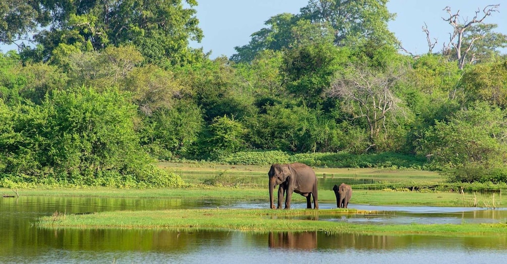 Picture 3 for Activity Yala Safari From Tissamaharama Safari Adventure 5