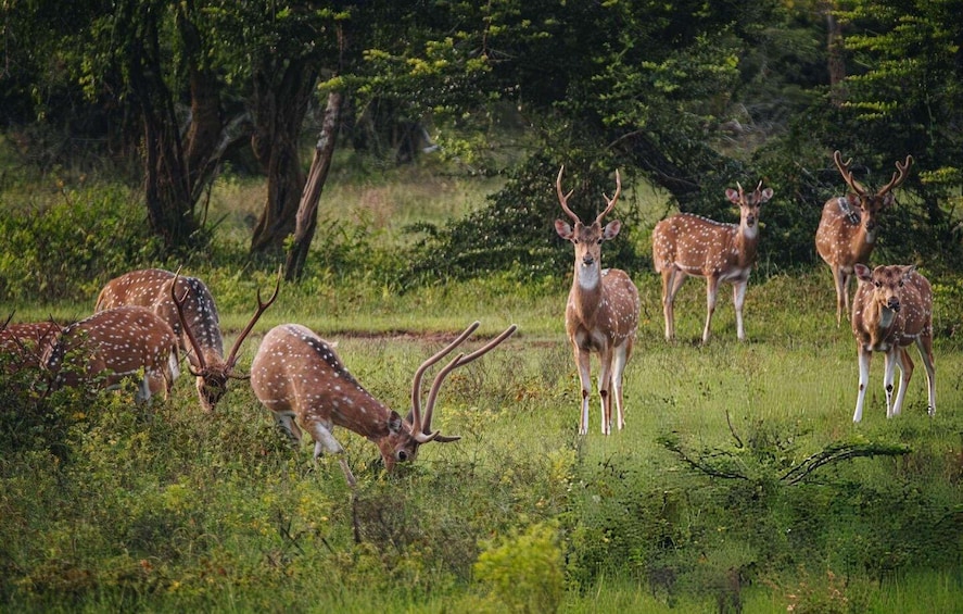 Picture 2 for Activity Yala Safari From Tissamaharama Safari Adventure 2