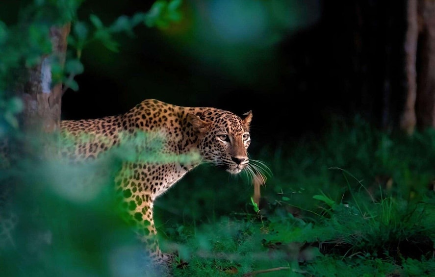 Yala Safari From Tissamaharama Safari Adventure 1