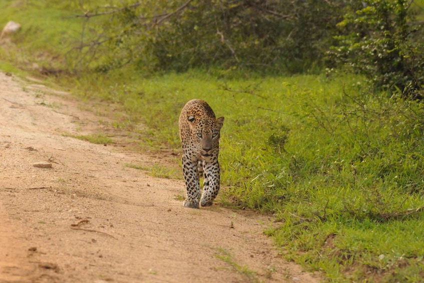 Picture 4 for Activity Yala Safari From Tissamaharama Safari Adventure 3