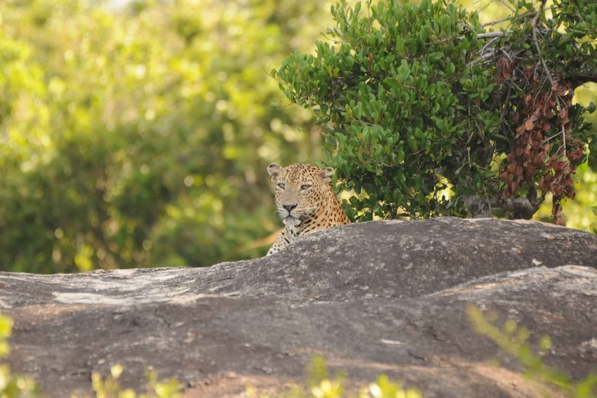 Picture 5 for Activity Yala Safari From Tissamaharama Safari Adventure 4