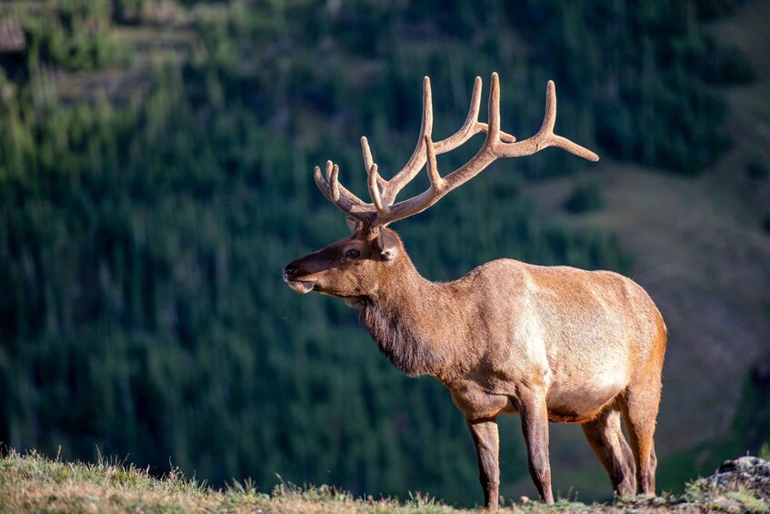 A large elk with prominent antlers standing on a grassy hill with a forested background. 5