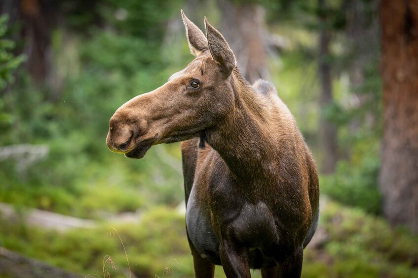 A moose in a forest. 3