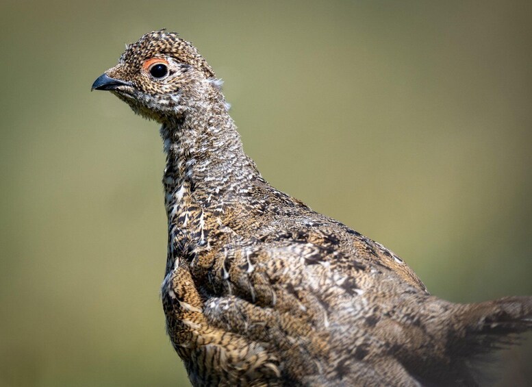 A bird with mottled brown and black feathers, a small beak, and a distinctive eye ring. 2