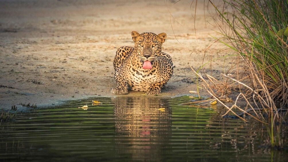 Un leopardo sentado junto a un cuerpo de agua con vegetación escasa. 2