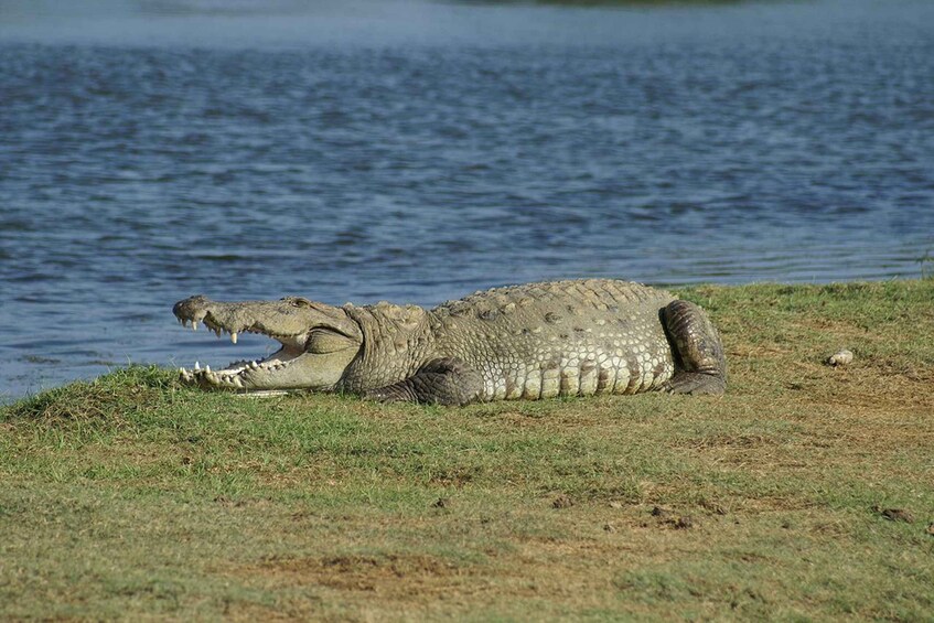 Un cocodrilo descansando sobre la hierba cerca del agua. 3