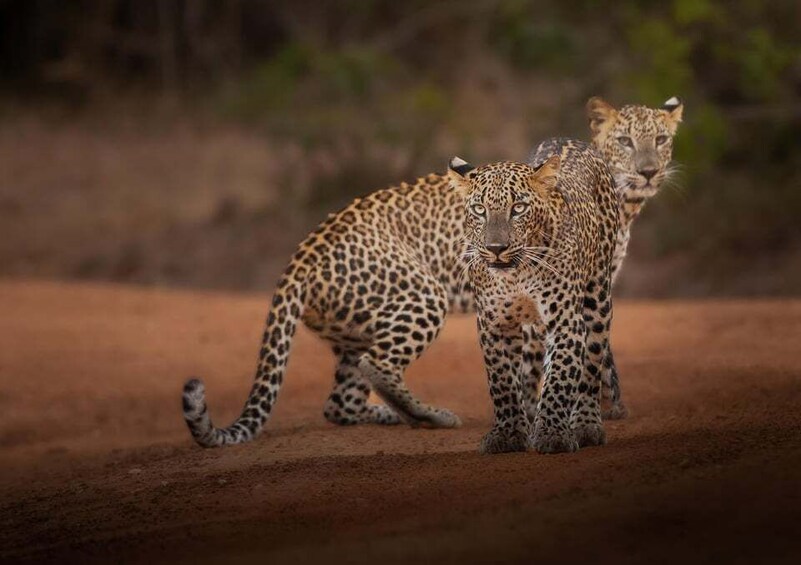 Dos leopardos en un camino de tierra, con un fondo natural desenfocado. 1