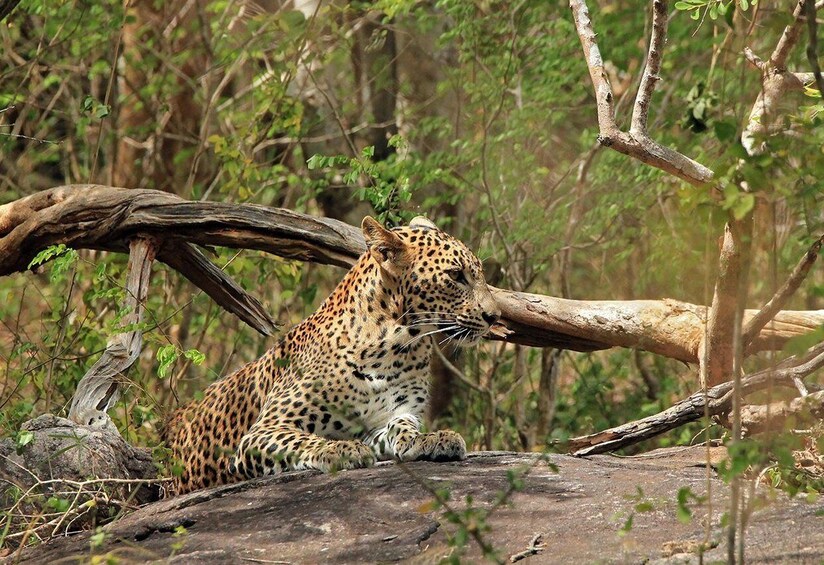 Un leopardo descansando sobre una roca con una rama de árbol caída cerca. 5