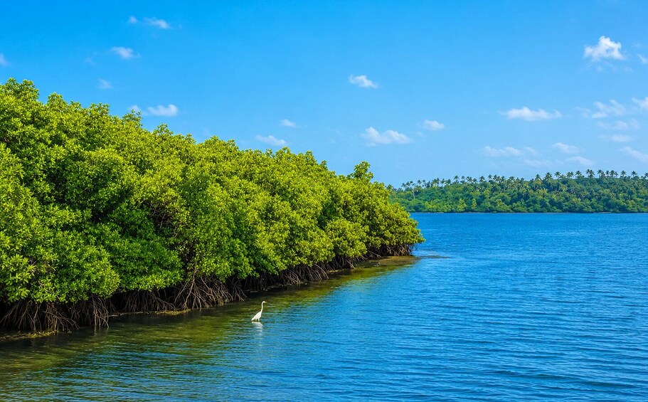 Picture 2 for Activity Mauritius: 5 Islands of the East Speedboat Tour with BBQ 3