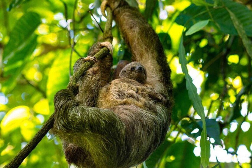 Picture 2 for Activity Bijagua: Private Sloth Safari & Floating Lagoon Tour 2
