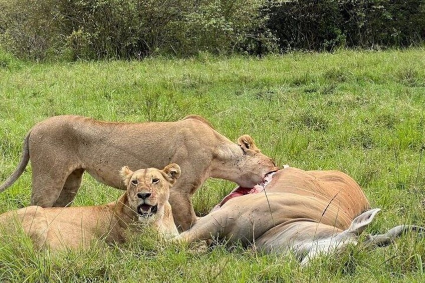 Two lions in a grassy field with a carcass. 5