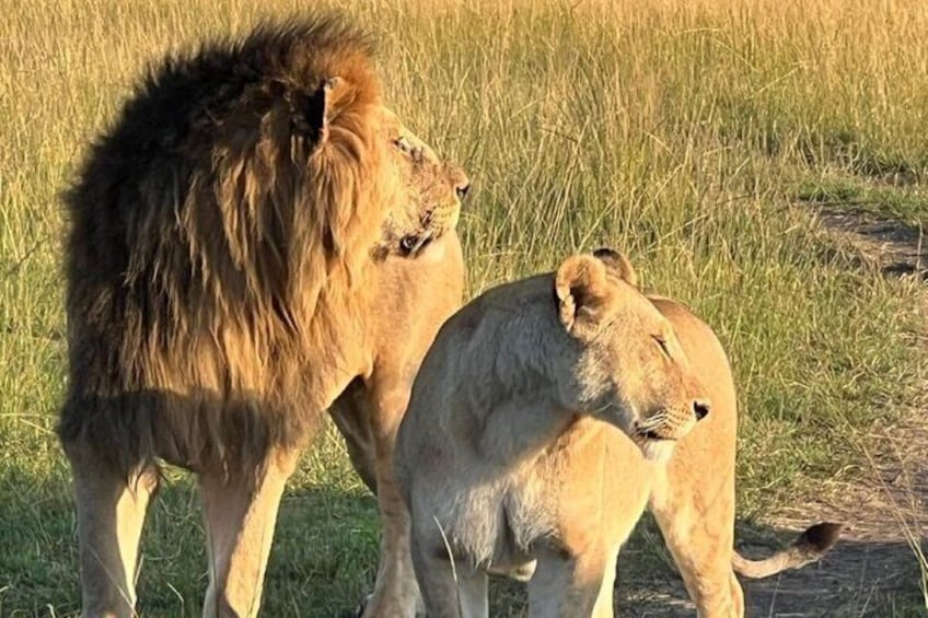 A lion and a cub in a grassy field. 3
